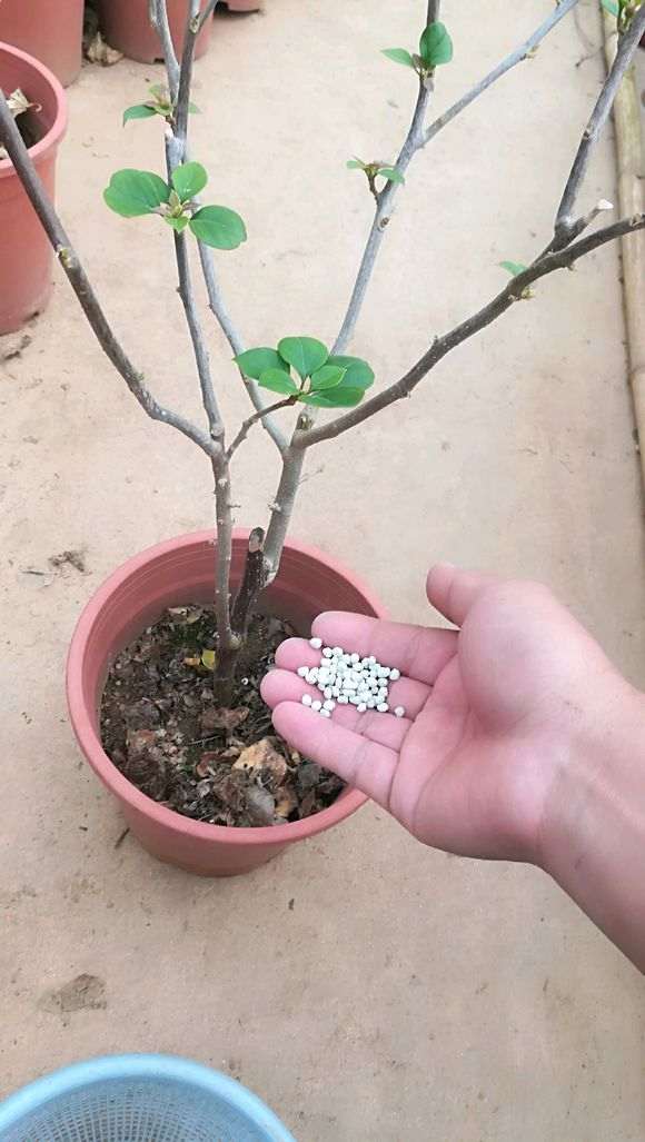 三角梅盆栽怎么使用复合肥施的方法 图片