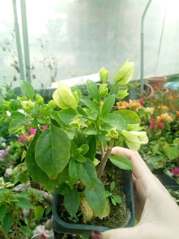 三角梅盆栽有绿色的花吗 图片