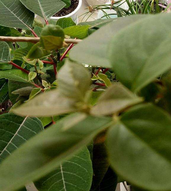 北方阳台可以种三角梅盆栽吗 图片