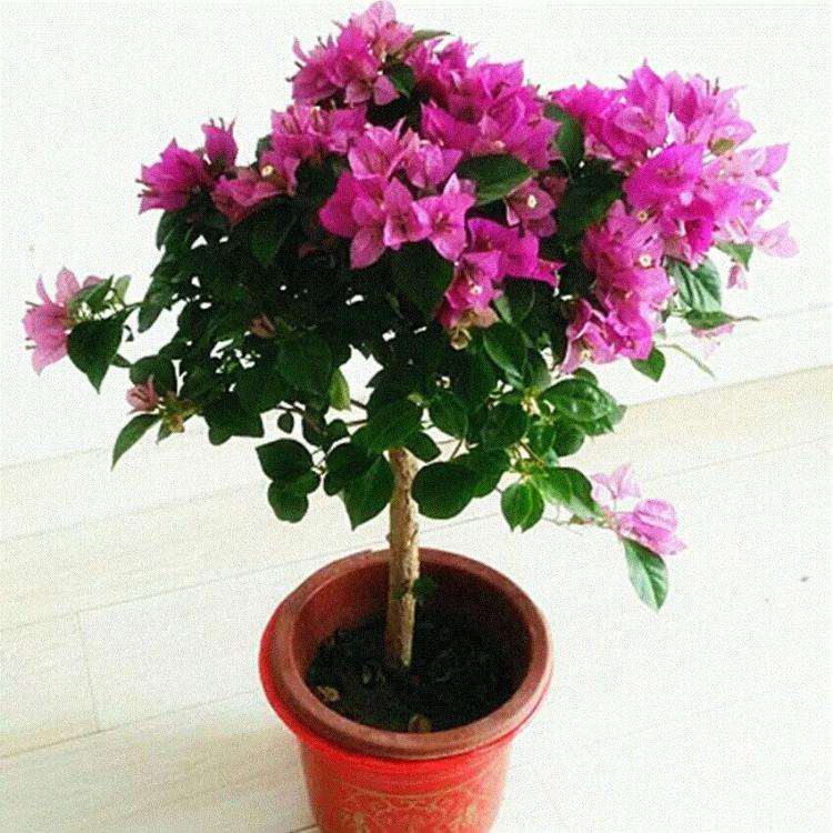 广东阳台养三角梅盆栽的经历 图片