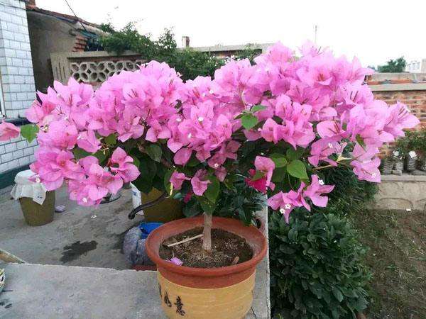 广东阳台养三角梅盆栽的经历 图片