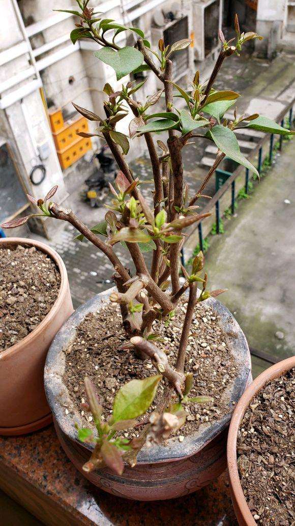 重庆北阳台养三角梅盆栽的方法 图片