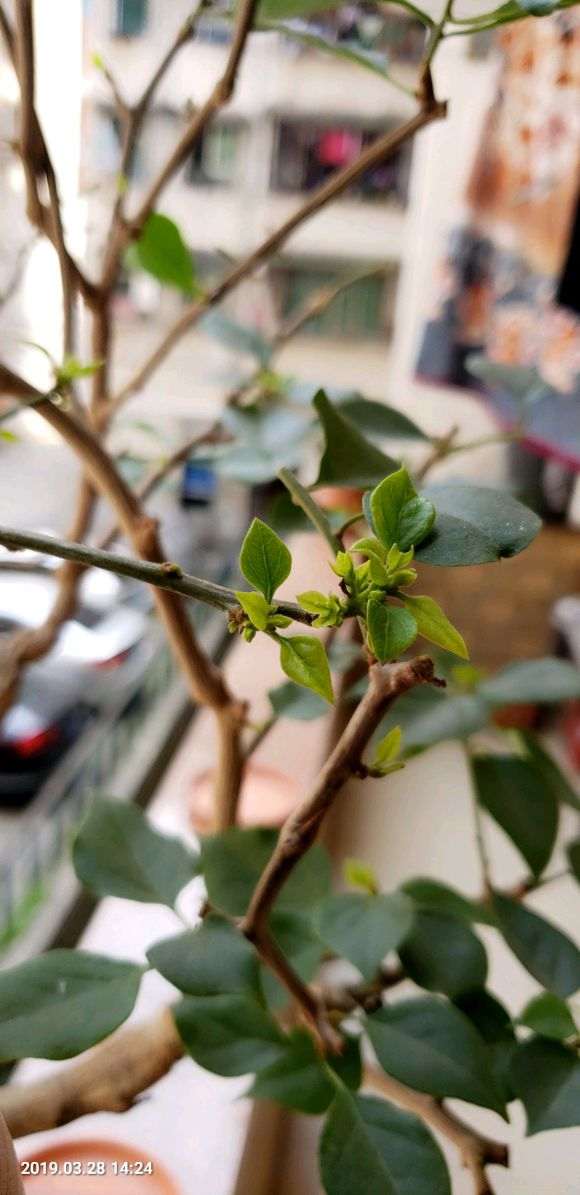 重庆北阳台养三角梅盆栽的方法 图片