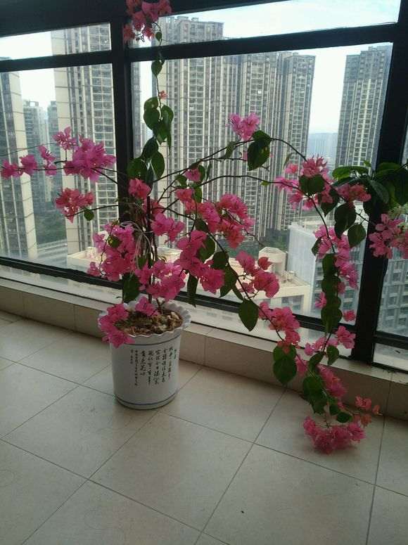 重庆北阳台养三角梅盆栽的方法 图片
