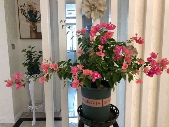 求推荐一个好品种的三角梅盆栽 图片