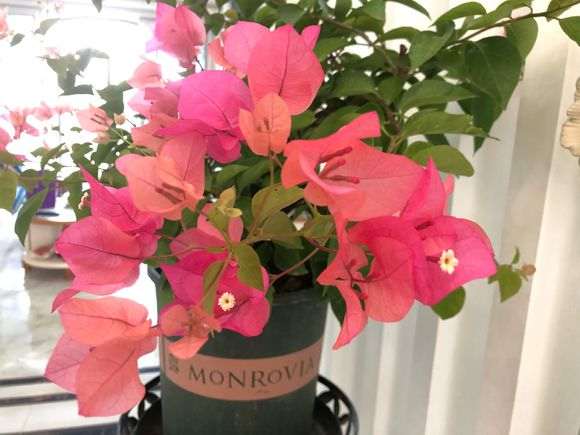 求推荐一个好品种的三角梅盆栽 图片