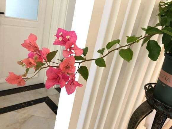 求推荐一个好品种的三角梅盆栽 图片