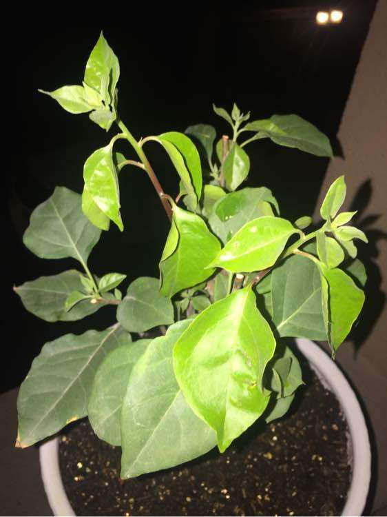 三角梅盆栽的枝条还用修剪吗 图片