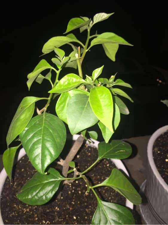 三角梅盆栽的枝条还用修剪吗 图片