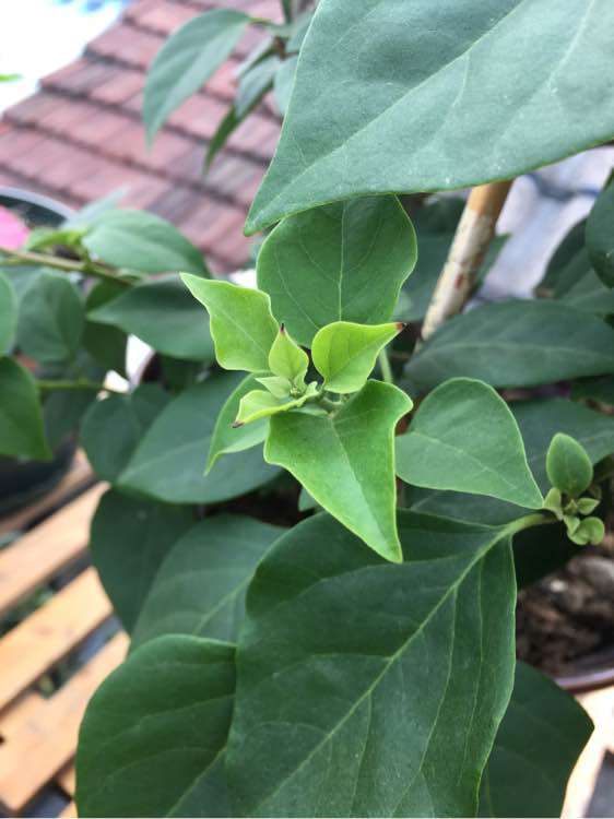 为什么三角梅盆栽叶子会发黑 图片