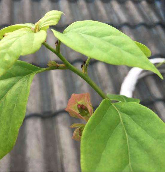 为什么三角梅盆栽叶子会发黑 图片