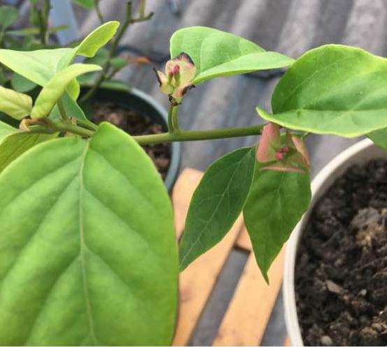 为什么三角梅盆栽叶子会发黑 图片