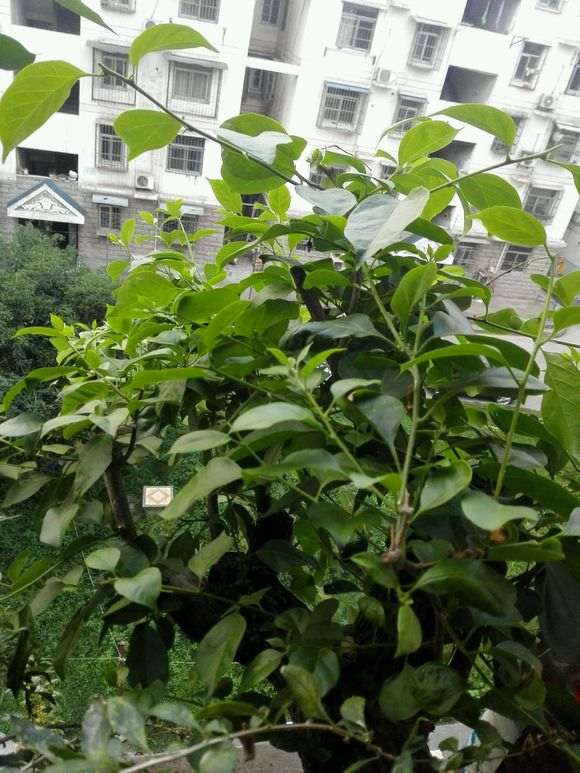 湖北武汉可以种三角梅盆栽吗 图片