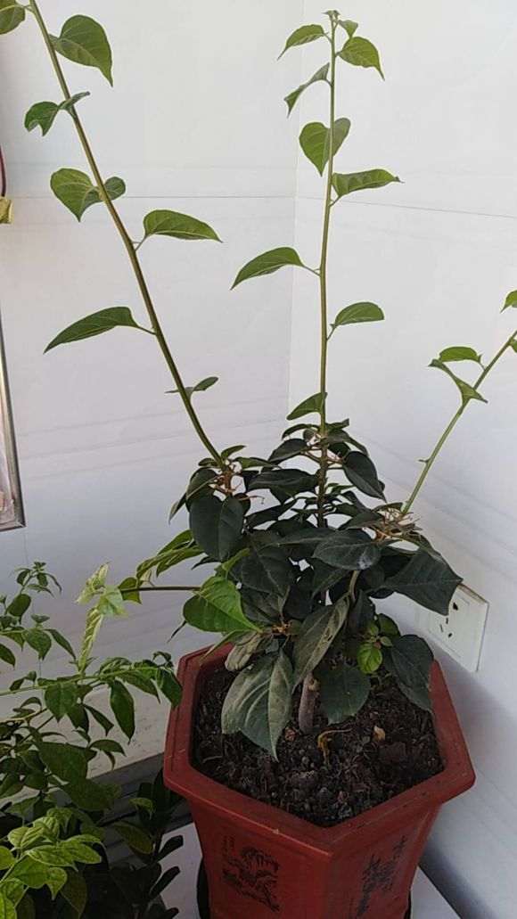 三角梅盆栽太长了 怎么剪枝的方法 图片