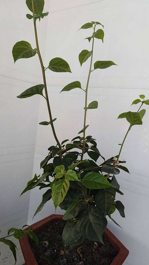 三角梅盆栽太长了 怎么剪枝的方法 图片