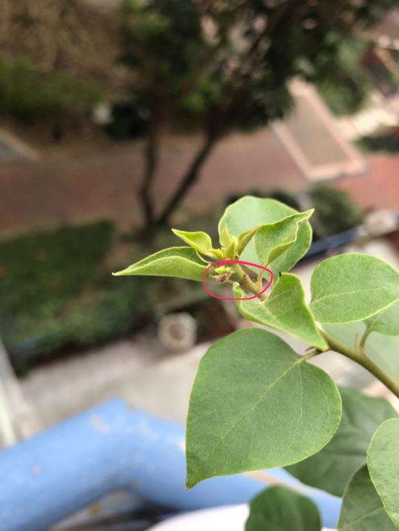 三角梅盆栽花蕊枯掉了 怎么办 图片