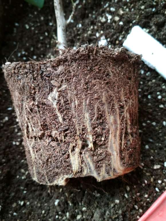 三角梅盆栽根干了 怎么办 能活吗 图片