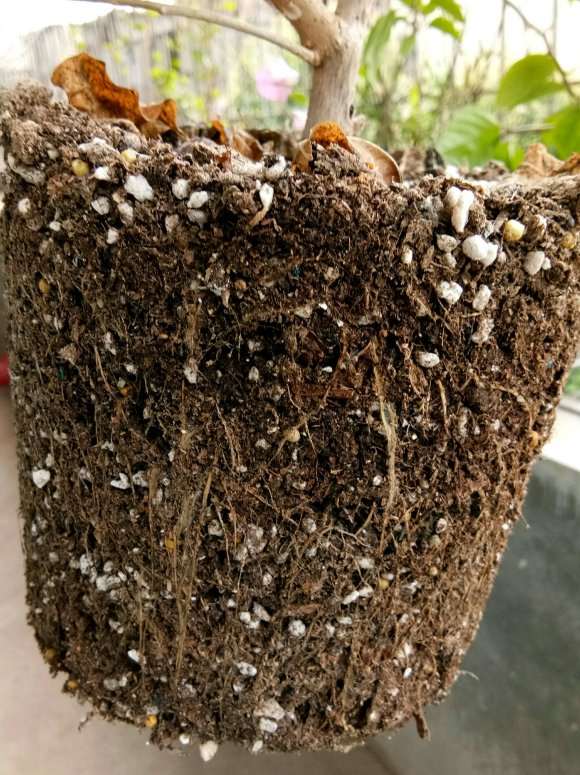 三角梅盆栽根干了 怎么办 能活吗 图片