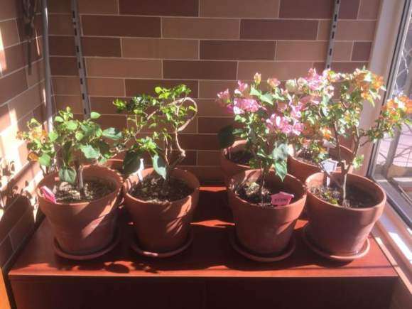 北京冬天三角梅盆栽开花了 怎么样 图片