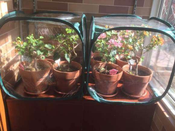 北京冬天三角梅盆栽开花了 怎么样 图片