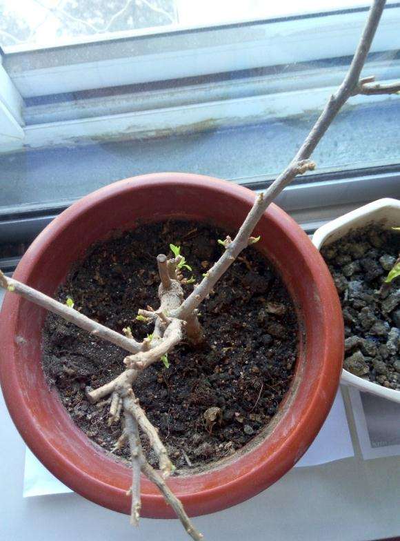 北京冬天三角梅盆栽开花了 怎么样 图片