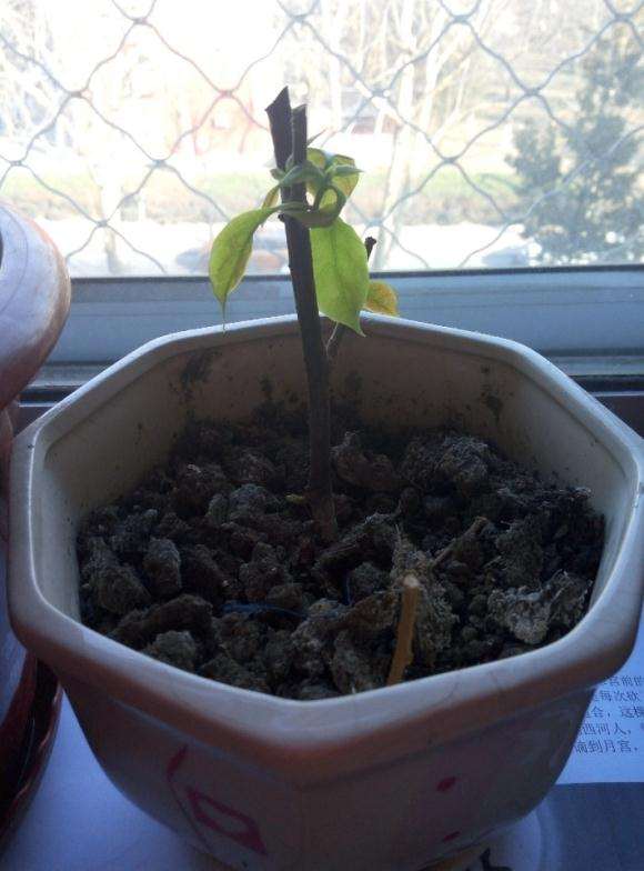 北京冬天三角梅盆栽开花了 怎么样 图片