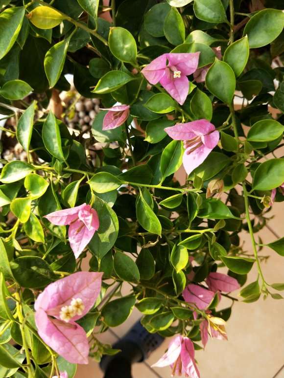 小叶紫三角梅盆栽能那么勤花 图片