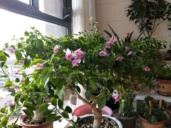 小叶紫三角梅盆栽能那么勤花 图片