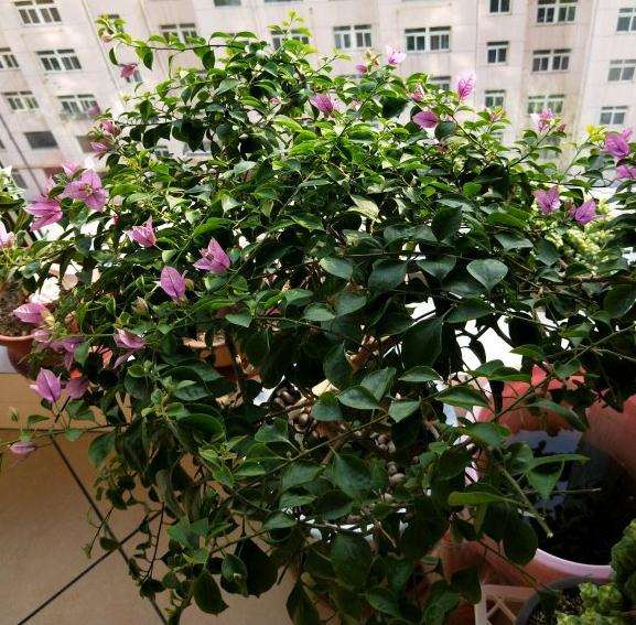 小叶紫三角梅盆栽能那么勤花 图片