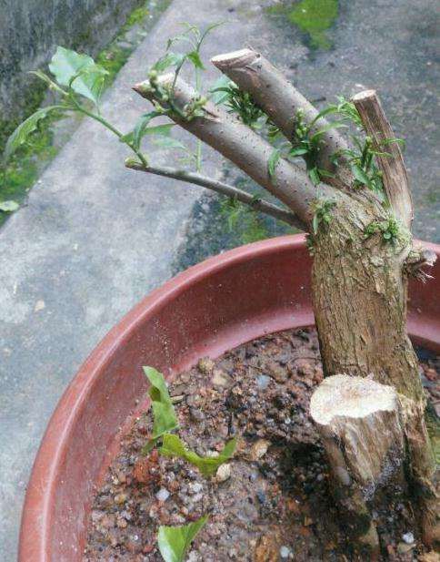 三角梅盆栽大枝条怎么可以插活 图片