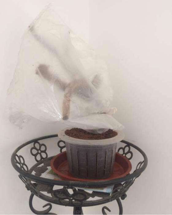 三角梅盆栽大枝条怎么可以插活 图片