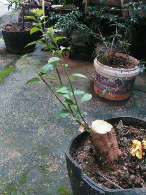 三角梅盆栽大枝条怎么可以插活 图片