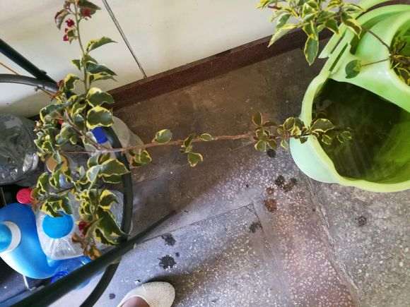 三角梅盆栽怎么高压种植的方法 图片