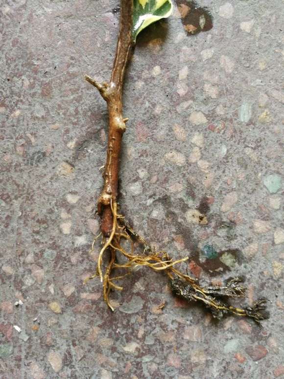 三角梅盆栽怎么高压种植的方法 图片