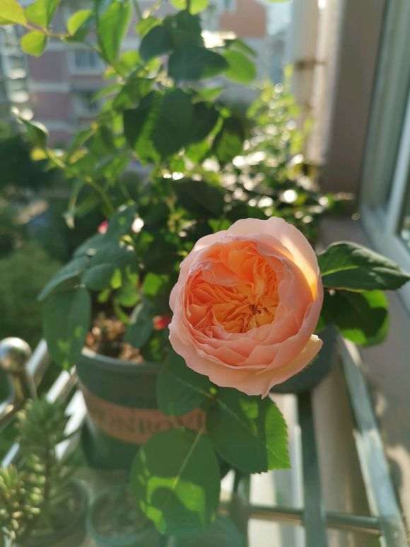 浙江三角梅盆栽可以露天过冬吗 图片