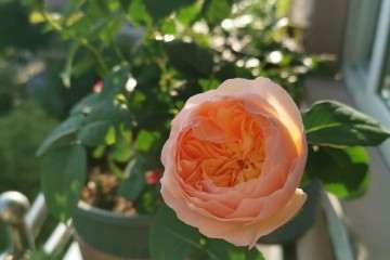 浙江三角梅盆栽可以露天过冬吗 图片