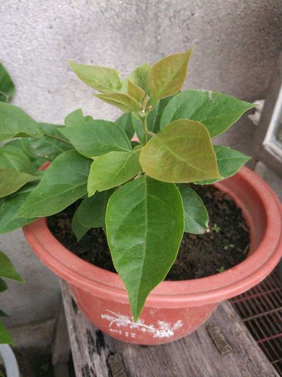 三角梅盆栽上长虫了 怎么办 图片