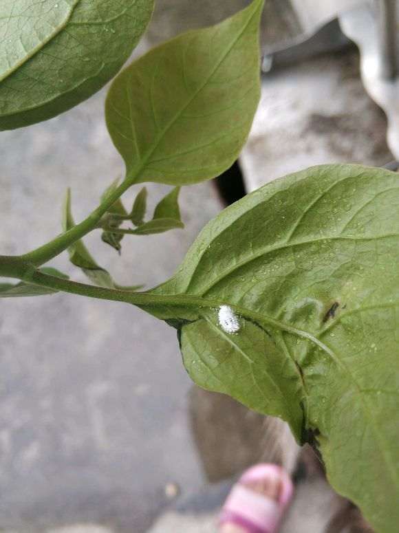 三角梅盆栽上长虫了 怎么办 图片