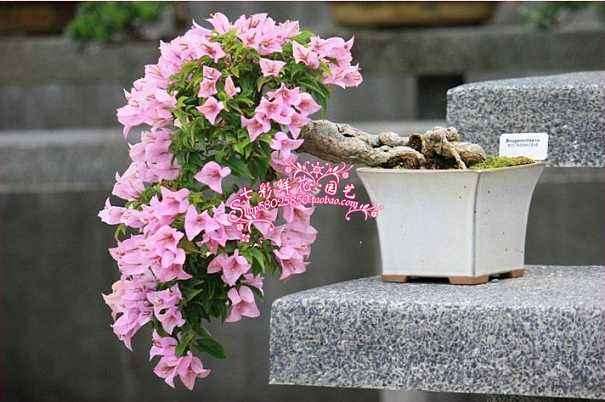 东北什么三角梅盆栽很耐寒 图片