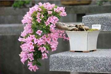 东北什么三角梅盆栽很耐寒 图片