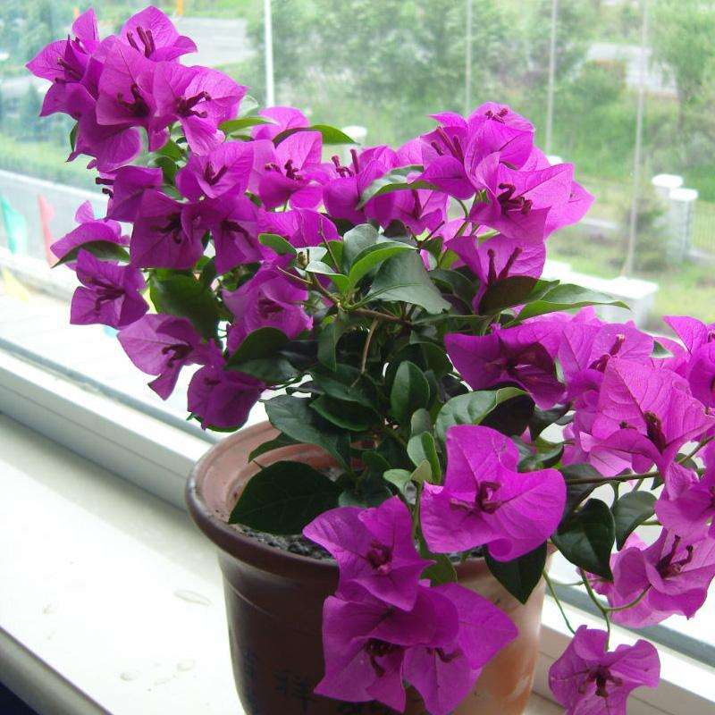 三角梅盆栽什么时候适合重剪 图片