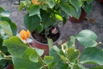 黄色三角梅盆栽勤花吗 怎么样 图片