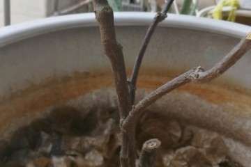 三角梅盆栽叶子掉光了  可以抢救吗 图片