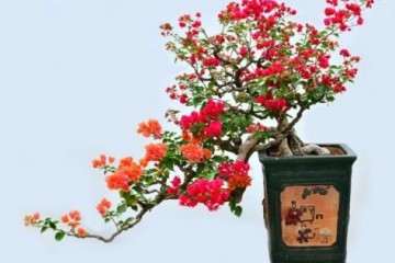 三角梅盆栽用深盆 还是浅盆 最好 图片