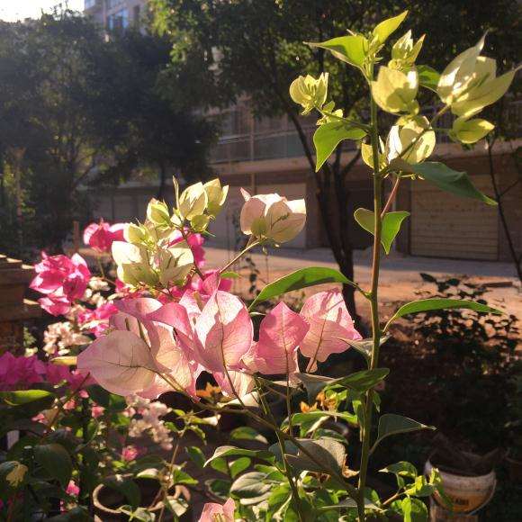 绿叶樱花三角梅盆栽终于开花了 怎么样