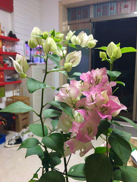 绿叶樱花三角梅盆栽终于开花了 怎么样