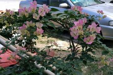 绿叶樱花三角梅盆栽终于开花了 怎么样