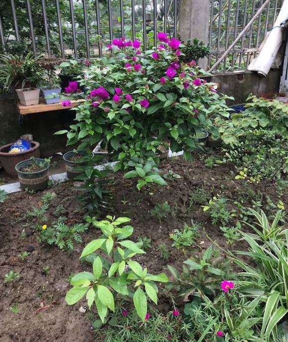 冬季江苏三角梅盆栽怎么过冬 图片