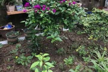 冬季江苏三角梅盆栽怎么过冬 图片