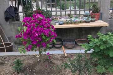 为什么三角梅盆栽低于5度就会冻死